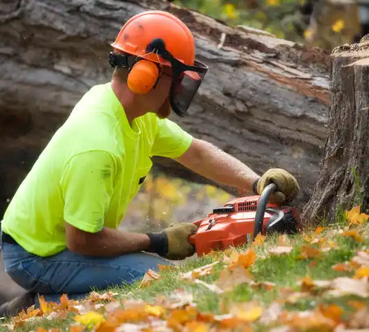 tree services Plymouth